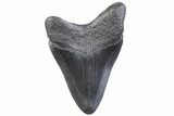 Fossil Megalodon Tooth - South Carolina #371943-1